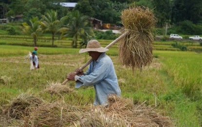 <p><strong>HARVEST TIME.</strong> A farmer in La Union province harvests his crop in this undated photo. The province offers cash aid to drought-affected farmers and fisherfolk. <em>(Photo courtesy of the Provincial Government of La Union)</em></p>