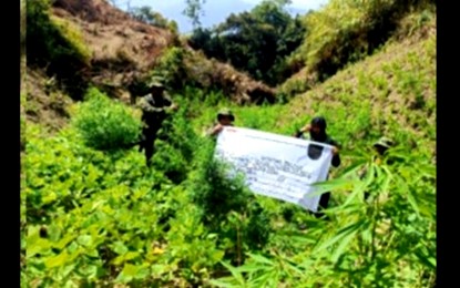 <p><strong>ERADICATION</strong>. Government anti-illegal drug agents destroy PHP3.2 million worth of fully grown marijuana plants in Kalinga on April 19 and 20, 2024. Overall, PHP4.1 million worth of illegal drugs, including shabu, were eradicated in Abra, Baguio City and Kalinga. <em>(Photo courtesy of PROCor PIO)</em></p>