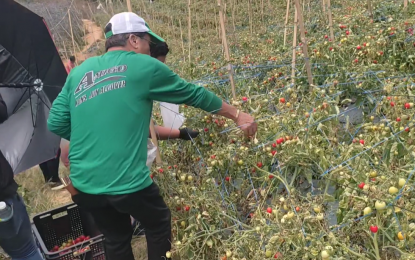 <p><strong>FREE TOMATOES.</strong> A visitor picks tomatoes at the agricultural farm of Emilio Secretaria in Cebu City's upland village of Sudlon 2 on Monday (April 22, 2024). Secretaria said he decided to give out the tomatoes which he believed would not make it to the market. <em>(Screenshot from the video of Emilio Secretaria)</em></p>