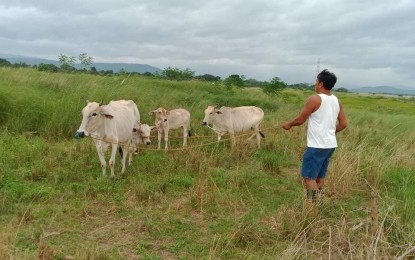 <p><strong>LIVELIHOOD</strong>. A farmer attends to his animals along the Padsan river in Laoag City in this undated photo. The Ilocos Norte government is distributing cattle as part of its animal dispersal program to help increase farmers’ income. <em>(PNA file photo by Leilanie Adriano)</em></p>