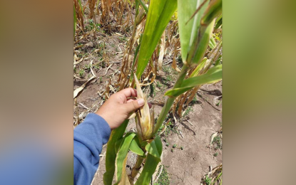 <p><strong>CROP DAMAGE.</strong> An agriculture official checked Monday (April 22, 2024) corn fields in Maguindanao del Sur that started to wither as early as January of this year when the dry spell began to destroy crops. Many farmers anticipated a longer dry season and harvested their corn earlier rather than allowing it to be destroyed by extreme heat. <em>(Photo courtesy of Maguindanao del Sur Agriculture Office)</em></p>