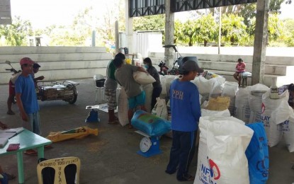 <p><strong>HIGHER PRICES</strong>. National Food Authority staff conduct in-field procurement in Barangay 57 Pila, Laoag City, Ilocos Norte in this undated photo. On Tuesday (April 23, 2024), the NFA announced increased buying price for palay (unhusked rice) in a bid to encourage more farmers to sell to the state agency and help ensure adequate rice supply. <em>(Photo courtesy of NFA Ilocos Norte)</em></p>