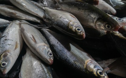 El Niño gives breeders chance to grow milkfish production – group