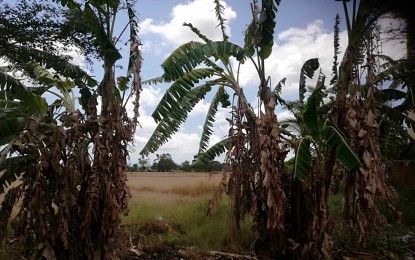 <p><strong>REVALIDATION.</strong> Bananas in Sibalom town, Antique province, are also affected by drought caused by the El Niño phenomenon in this photo taken on Thursday (April 25, 2024). Michael Tolentino, officer-in-charge of the Antique Provincial Disaster Risk Reduction and Management Office (PDRRMO), said there is an ongoing revalidation of families and barangays affected by the El Niño. <em>(PNA photo by Annabel Consuelo J. Petinglay)</em></p>