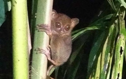 <p>The endangered Philippine tarsier spotted in Tunga, Leyte taken in November 2023. <em>(Photo courtesy of Tunga tourism office)</em></p>
