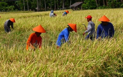 <p><strong>FOOD PRODUCERS.</strong> Farmers work in a ricefield in Barangay Hubangon, Mahinog, Camiguin on Labor Day Wednesday (May 1, 2024). Regular workers shun the heat but they withstand even extreme conditions as long as their crops grow just fine. <em>(PNA photo by Joan Bondoc)</em></p>