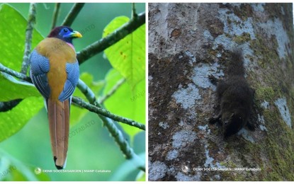 <p><strong>MYTHICAL BIRD.</strong> The Philippine Trogon (left), more known as the mythical 'Ibong Adarna' in Philippine mythology, was documented by environmentalists during the Biodiversity Monitoring System in Mt. Apo on April 29, 2024. Environment officials said the presence of wildlife in Mt. Apo National Park, which also includes the endangered species of the Philippine squirrel (left), shows a healthy ecosystem. <em>(Photos courtesy of DENR-12)</em></p>
