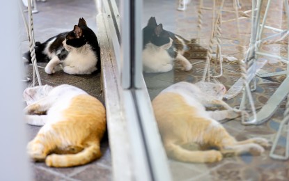 <p><strong>STRAYS</strong>. Two stray cats do as they please outside a mall at the Araneta City commercial center in Cubao, Quezon City in this file photo. Senator Grace Poe on Monday (Sept. 2, 2024) pushed for the passage of Senate Bill 2458 or the Revised Animal Welfare Act.<em> (PNA photo by Robert Oswald P. Alfiler)</em></p>