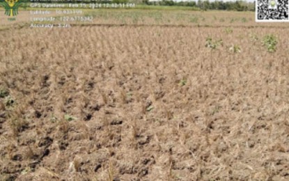 <p><strong>PARCHED LAND</strong>. A farm in Barotac Nuevo in Iloilo affected by too much heat due to El Niño. The Office of Civil Defense in Western Visayas said agriculture losses in the region reached PHP1.49 billion as of May 6, 2024. <em>(Photo courtesy of OCD-6)</em></p>