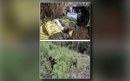 <p><strong>UPROOTED.</strong> Philippine National Police - Drug Enforcement Group (PDEG) members uproot marijuana plants in a plantation in Tinglayan, Kalinga in this undated photo. The PDEG on Wednesday (May 8, 2024) said nearly PHP862 million worth of marijuana was destroyed during an eradication operation in Kalinga from April 29 to May 7. <em>(Photo courtesy of PDEG)</em></p>