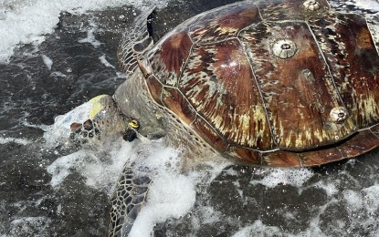 <p><strong>WASHED ASHORE. </strong>A dead sea turtle was found on the shores of Barangay Inalad in Siaton, Negros Oriental on May 5, 2024. It was the latest of several incidents of dead green sea turtles reported in the village. <em>(Photo courtesy of Liela Rose Diaz)</em></p>