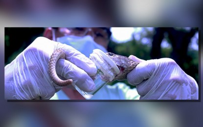Eastern Visayas officials seek more anti-venom supplies