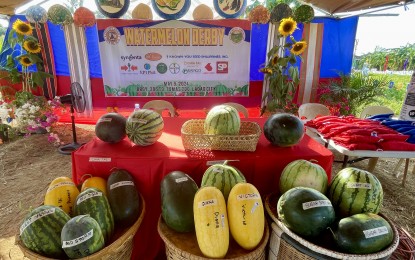 <p><strong>SMART CROP</strong>. Different varieties of watermelon are featured during a harvest festival in Barangay 29 Sto. Tomas Segundo in Laoag City, Ilocos Norte on Thursday (May 9, 2024). The City Agriculture of Laoag partnered with private companies to facilitate the event. <em>(PNA photo by Leilanie Adriano)</em></p>