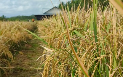 <p><strong>READY FOR HARVEST</strong>. A rice farm in Borongan City, Eastern Samar in this April 7, 2024 photo. The Department of Agriculture (DA) in Eastern Visayas is eyeing an 8.7 percent increase in rice production this year with the minimal impact of El Niño phenomenon in the region.<em> (Photo courtesy of Borongan City government)</em></p>