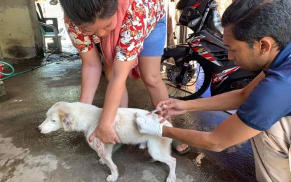 Bacolod City targets 70% dog vaccination by October