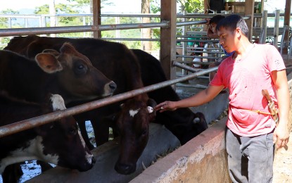 <p><strong>DAIRY PROJECT.</strong> A member of the Sibagat Manobo Dairy Producers, an organization of indigenous people, inspects some of their milk-producing cattle at their project site in Barangay Padiay, Sibagat, Agusan del Sur. The group is a beneficiary of the PHP8.6 million Dairy Cattle and Milk Production Project under the Department of Agriculture's Kabuhayan at Kaunlaran ng Kababayang Katutubo Program.<em> (Photo courtesy of DA-13)</em></p>