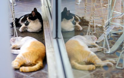 <p><strong> STRAYS.</strong> Two stray cats do as they please outside a mall at the Araneta City commercial center in Cubao, Quezon City on May 7, 2024. The Senate on Wednesday (May 15, 2024) began hearing a measure that seeks to address animal welfare issues, including overpopulation, rabies incidence, and insufficient animal welfare programs in the country. <em>(PNA photo by Robert Oswald P. Alfiler)</em></p>
<p> </p>