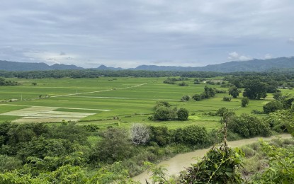 <p><strong>RICE SUFFICIENT</strong>. A rice farm in Ilocos Norte is seen in this undated photo. The Department of Agriculture said on Tuesday (June 18, 2024) that the Ilocos Region is 181 percent rice sufficient. <em>(File photo by Leilanie Adriano)</em></p>