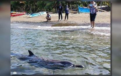 Rescued spinner dolphin freed back to sea in Sarangani Bay