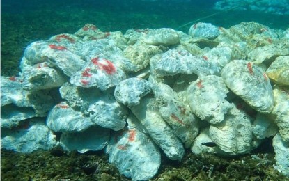 <p>Damaged and empty giant clams in Bajo de Masinloc as documented by the Philippine Coast Guard<em> (Photo courtesy of PCG)</em></p>