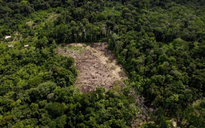 <p><strong>DROUGHTS</strong>. The Amazon forest continues to recover but at a slow pace due to frequent droughts since 2015, a study by Belguims’s KU Leuven University showed. The study said four extreme droughts occurred in the Amazon rainforest since the turn of the century, way over the once in a century that normally happened in the past. <em>(Photo by Anadolu)</em></p>