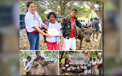 <p><strong>LIVELIHOOD SUPPORT</strong>. Nanay Fanny Victoria, one of the Pag-Abot Program clients, receives livelihood assets from the Department of Social Welfare and Development (DSWD), including a carabao for her farm in in Barangay Sto. Niño in Bamban, Tarlac on May 24, 2024. Nanay Victoria also received PHP10,000 outright cash aid as part of the livelihood package. <em>(DSWD photos)</em></p>