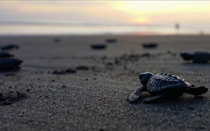 <p><strong>GENDER RATIO. </strong> Sea turtles are among the species directly affected by temperature.  And rising nest temperatures are increasing the female sea turtle population, according to experts.  <em>(Anadolu)</em></p>