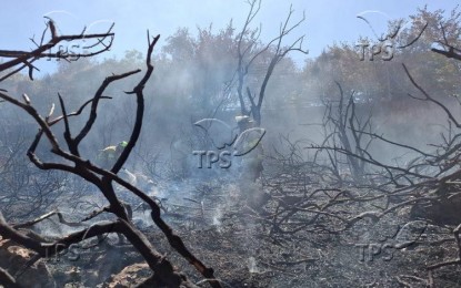 <p><strong>EVACUATION</strong>.  The Israel Museum was evacuated on Sunday (June 2, 2024) after a forest fire razed the nearby Valley of the Cross in Jerusalem due to 34 degrees Celsius heat. A museum spokesperson said the archeological and artistic works were not damaged although the roof of a youth building was destroyed. <em>(Photo by TPS)</em></p>