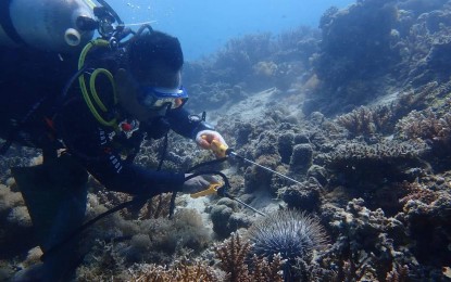 <p><strong>PROTECTING CORALS</strong>. A volunteer collects a crown of thorns starfish in the seawaters of Liloan, Southern Leyte in this undated photo. The daunting task and limited resources have not discouraged their group called “Dap-ag Boys" from manually picking thousands of the destructive and venomous starfish. (Photo courtesy of Dap-ag Boys)</p>