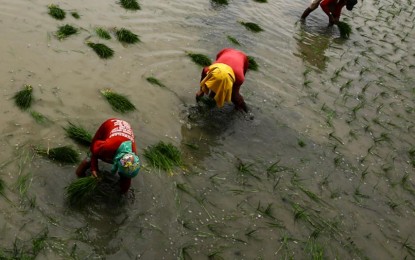 <p><strong>FOOD PRODUCERS.</strong> Farmers work in a ricefield in San Miguel, Bulacan on Friday (June 7, 2024). The weather bureau declared the end of the El Niño phenomenon but noted that its effects could still be felt in some parts of the country. <em>(PNA photo by Joan Bondoc)</em></p>