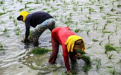 68K C. Visayas rice farmers get financial aid