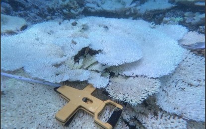 <p><strong>DESTRUCTION</strong>. Coral reefs in the Con Dao archipelago (Ba Rịa-Vung Tau Province) have suffered mass bleaching due to unusually high water temperatures and sediments and have been eaten by spiny starfish. Experts said the corals expel the colorful algae living in their tissues and studies are being conducted to address the situation. <em>(Photo by VNS)</em></p>