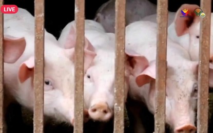 Sentineling program boosts farmer’s confidence in swine industry