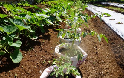 <p><strong>FOOD SECURITY. </strong> A community-based garden project under the Project LAWA at BINHI of the Department of Social Welfare and Development-Bicol (DSWD-5) in Castilla, Sorsogon in this photo taken on June 19, 2024. Some 462 residents will benefit from a total of 10 project sites in 10 barangays of the town.<em> (Photo courtesy of DSWD)</em></p>