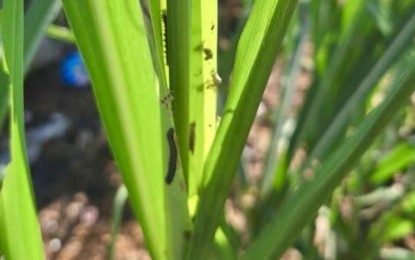 Gov’t, private sector fight armyworm infestation in Negros Occidental