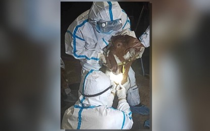 DA-BAI confirms PH’s 1st Q fever cases in imported goats from US
