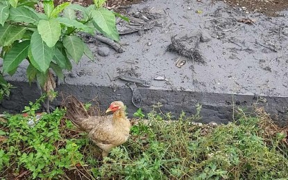<p><strong>WORST-HIT.</strong> A chicken monitored by para-veterinarians days after the eruption of Mt. Kanlaon in Barangay Biak na Bato in La Castellana, Negros Occidental. Data from the Provincial Veterinary Office on Monday (June 24, 2024) listed as mortalities 3,421 heads of various animals in two localities in Negros Occidental after the June 3 eruption of Mt. Kanlaon. <em>(Photo courtesy of PVO-Negros Occidental)</em></p>
