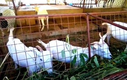 <p><strong>ZOONOTIC DISEASE.</strong> White goats feed on plants at the Central Luzon State University in Nueva Ecija on April 5, 2024. Infectious disease expert Rontgene Solante on Monday (June 24, 2024) said Query (Q) fever, a zoonotic disease common among cattle, goats, and sheep, could be transmitted from animals to humans with mild symptoms, but human to human transmission is rare.<em> (PNA photo by Ma. Teresa P. Montemayor)</em></p>