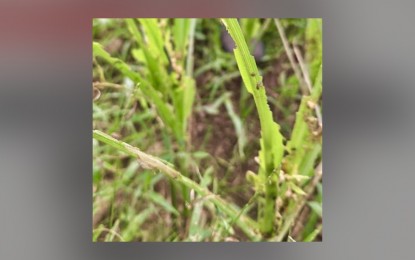 <p><strong>ARMYWORM DAMAGE.</strong> Armyworms damage a sugarcane plant in Barangay Cabadiangan, Himamaylan City, Negros Occidental in this photo taken last week. At least seven local government units in the province have reported infestation as of June 21, 2024, the latest report of the Office of the Provincial Agriculturist showed. <em>(Photo from Atty. Dino Yulo's Facebook page)</em></p>