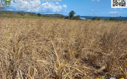 <p><strong>PARCHED.</strong> A rice field in Negros Oriental was damaged by the El Niño-triggered drought in this undated photo. President Ferdinand R. Marcos Jr. will lead on Thursday (June 27, 2024) the distribution of PHP10 million in cash aid to 1,000 farmers and fisherfolk in the province who were affected by the drought. <em>(PNA file photo courtesy of the DA-PATCO in Negros Oriental)</em></p>