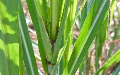 <p><strong>INFESTED</strong>. Sugarcane plant attacked by fall armyworms in Barangay Cabadiangan, Himamaylan City, Negros Occidental during a monitoring in this undated photo. Nine local government units are affected as of June 27, 2024, the latest report of the Office of the Provincial Agriculturist showed. <em>(Photo courtesy of Atty. Dino Yulo Facebook)</em></p>