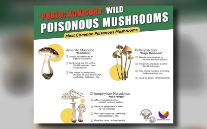 <p><strong>DOH WARNING</strong>. The Department of Health in Cordillera reminded anew the public to continue to avoid eating wild mushrooms especially when unsure whether they are poisonous or not. This, as the Department recorded 11 cases of poisoning, involving 34 people from four municipalities in Benguet and five in Mountain Province from May 21 to June 27, 2024. <em>(Photo courtesy of DA-CAR)</em></p>