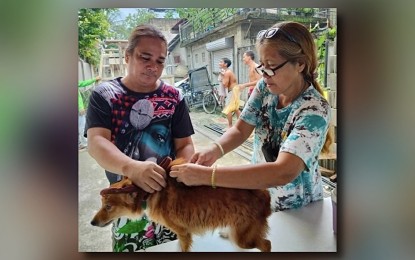 <p><strong>RESPONSIBLE PET OWNERSHIP.</strong> The Office of the City Veterinarian in Iloilo City conducts free anti-rabies vaccination in barangays in this undated photo. The Department of Health Western Visayas Center for Health Development encourages responsible pet ownership as rabies cases for both canine and humans in Western Visayas remain high. <em>(Photo courtesy of Iloilo City veterinarian office)</em></p>