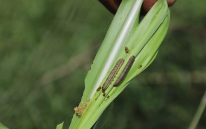 <p><strong>INFESTATION.</strong> Fall armyworms infesting a sugarcane plant in Himamaylan City, Negros Occidental, last week. In a report following a field visit and assessment of affected areas from July 3 to 4, 2024, the National Crop Protection Center said it will conduct various studies on the sound management of fall armyworms in sugarcane. <em>(Photo from NCPC-UPLB Facebook page)</em></p>