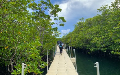 <p><strong>CENTURY-OLD MANGROVE FOREST.</strong> The more than 600 hectares of century-old mangrove forest in Barangay Day-asan in Surigao City is being promoted by the city government as a top tourist destination in the area. The city government conducted a weeklong 'Suroy Surigao Plus,' which culminated on Tuesday (July 9, 2024) and aims to promote destination sites in the city and mainland Surigao del Norte and Dinagat Islands. <em>(PNA photo by Alexander Lopez)</em></p>