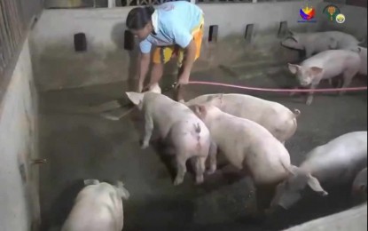 <p><strong>ASF VACCINE.</strong> A caretaker cleans a pig pen in Iloilo province in this undated photo. The African swine fever vaccine will be available in the country later this year or early next year, the Food and Drug Administration said Thursday (Aug. 1, 2024). <em>(Photo screenshot from DA 6 video)</em> </p>