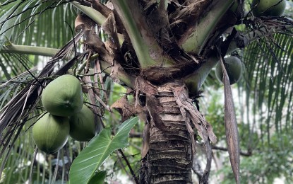 <p><strong>TREE OF LIFE</strong>. Coconut plantations are being expanded in Pagudpud town, Ilocos Norte province for processing in the future. The local government unit aims to plant 50,000 seedlings this year. <em>(PNA file photo by Leilanie Adriano)</em></p>