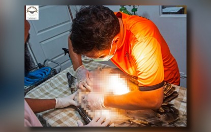 <p><strong>SAVING THE EAGLE</strong>. PEF veterinarian Dr. Bayani Vandenbroeck administering medical examination to Philippine Eagle “Mangayon” on July 8, 2024. The eagle succumbed to a gunshot wound on the same day from suspected forest hunters in the mountains of Davao de Oro province. <em>(Photo from PEF)</em></p>