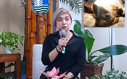 <p><strong>FULL INVESTIGATION.</strong> Department of Environment and Natural Resources in Davao Region (DENR-11) Director Maria Mercedes Dumagan bares Tuesday (July 16, 2024) that a thorough investigation is being conducted into the death of a Philippine eagle last week. On July 8, Philippine Eagle Mangayon (inset) died from severe blood loss due to a wound from an improvised air gun.<em> (PNA photo by Robinson Niñal Jr.)</em></p>
<p> </p>