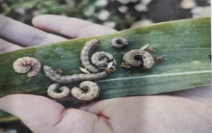 <p><strong>PEST</strong>. Fall armyworms attacking cornfields in Negros Oriental threaten to destroy thousands of plantations. The Provincial Agriculture Office reported on Tuesday (July 16, 2024) that 1,683 hectares in eight municipalities are infested with fall armyworms. <em>(Photo courtesy of PAO-Negros Oriental)</em></p>